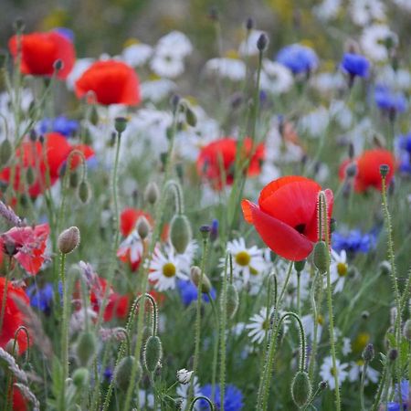 Wester Blackpark Farm Инвернесс Экстерьер фото